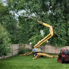 Best Utility Line Clearance  in Lifornia City, CA