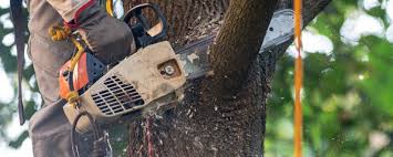 Best Tree Cabling and Bracing  in Lifornia City, CA