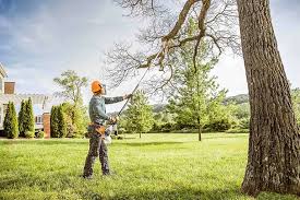 Lawn Renovation and Restoration in California City, CA