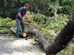 Best Tree Health Inspection  in Lifornia City, CA