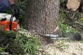 Professional Tree Care in California City, CA