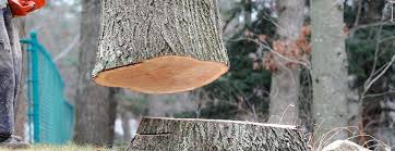 How Our Tree Care Process Works  in  California City, CA