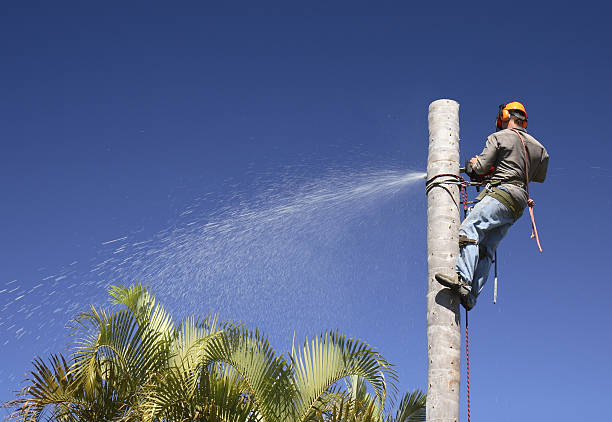 Best Emergency Tree Removal  in Lifornia City, CA