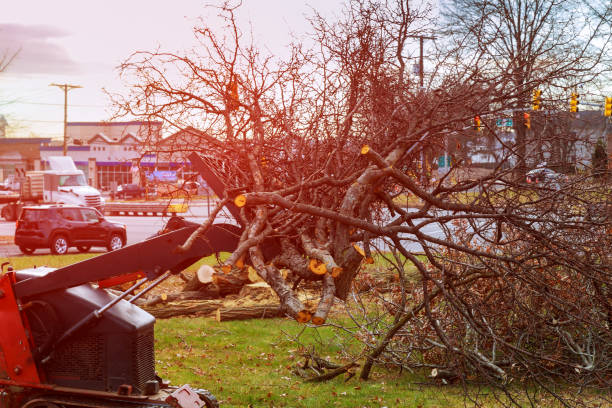  Lifornia City, CA Tree Care Pros