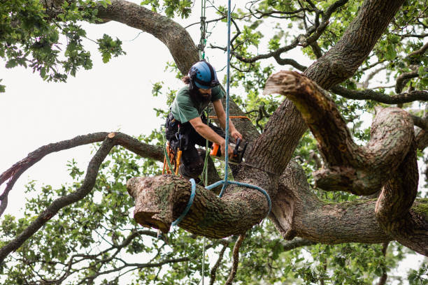 Best Arborist Consultation Services  in Lifornia City, CA