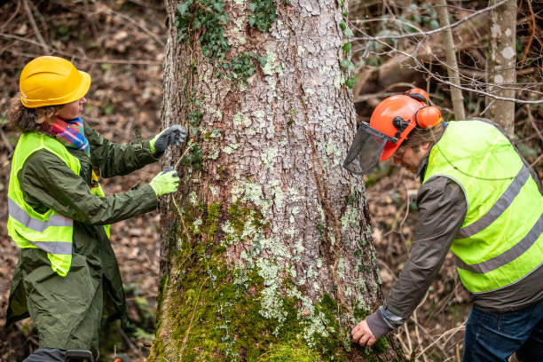 Best Commercial Tree Services  in Lifornia City, CA