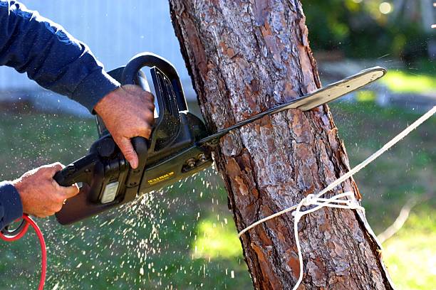 Best Palm Tree Trimming  in Lifornia City, CA
