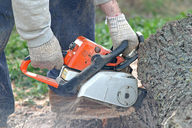 Best Soil Testing and Treatment  in Lifornia City, CA