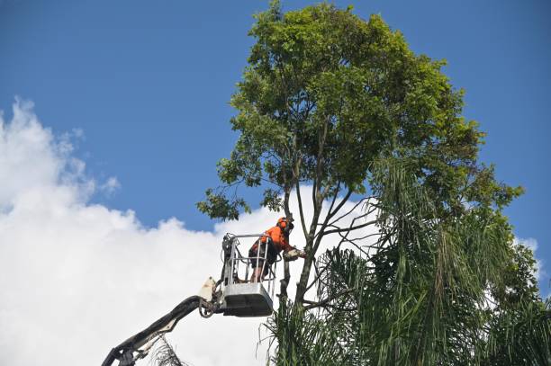 Best Root Management and Removal  in Lifornia City, CA