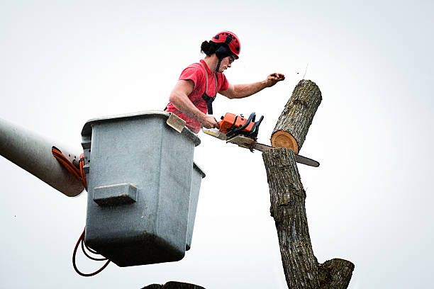 Best Tree Maintenance Programs  in Lifornia City, CA