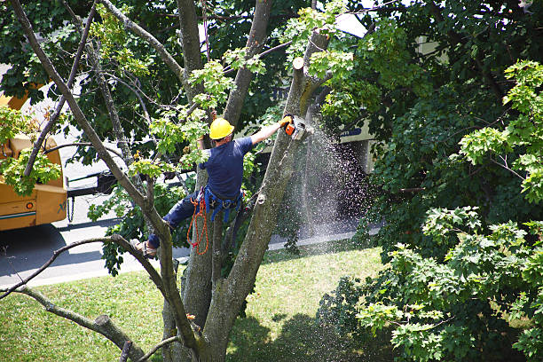 Best Weed Control  in Lifornia City, CA
