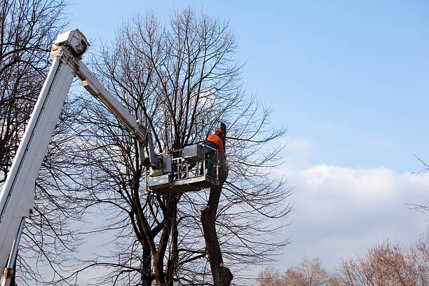 Best Tree Trimming and Pruning  in Lifornia City, CA