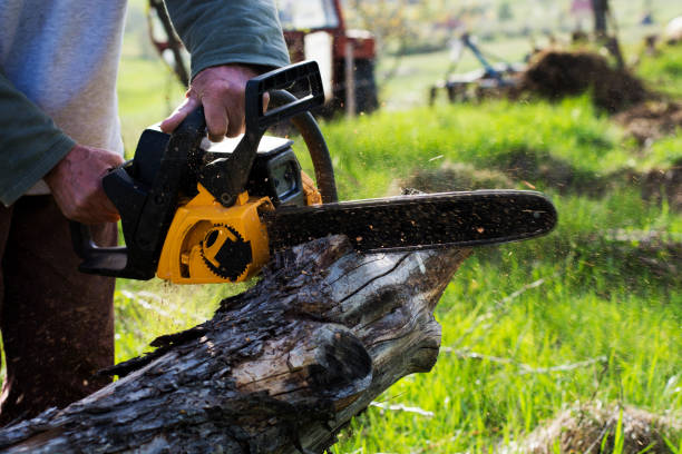 Best Lawn Maintenance Plans  in Lifornia City, CA